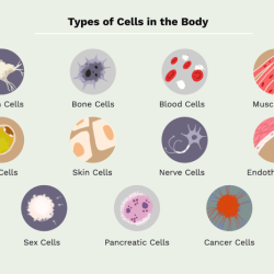 Human blood cell typing pogil answers