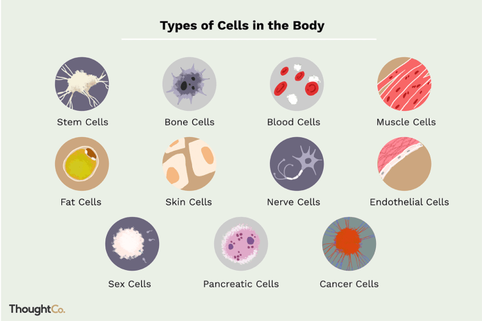 Human blood cell typing pogil answers