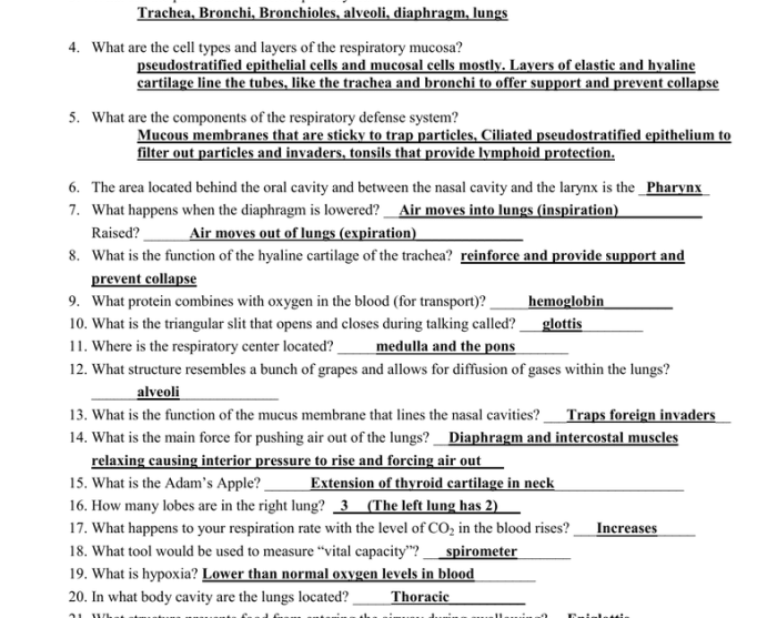 Chapter 10 anatomy and physiology answer key