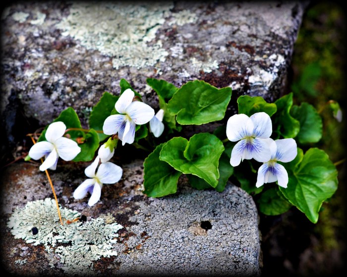 Flower in the crannied wall