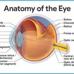 Chapter 10 anatomy and physiology answer key