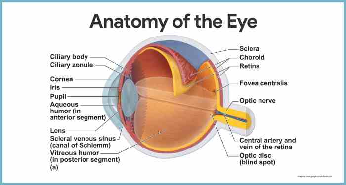 Chapter 10 anatomy and physiology answer key