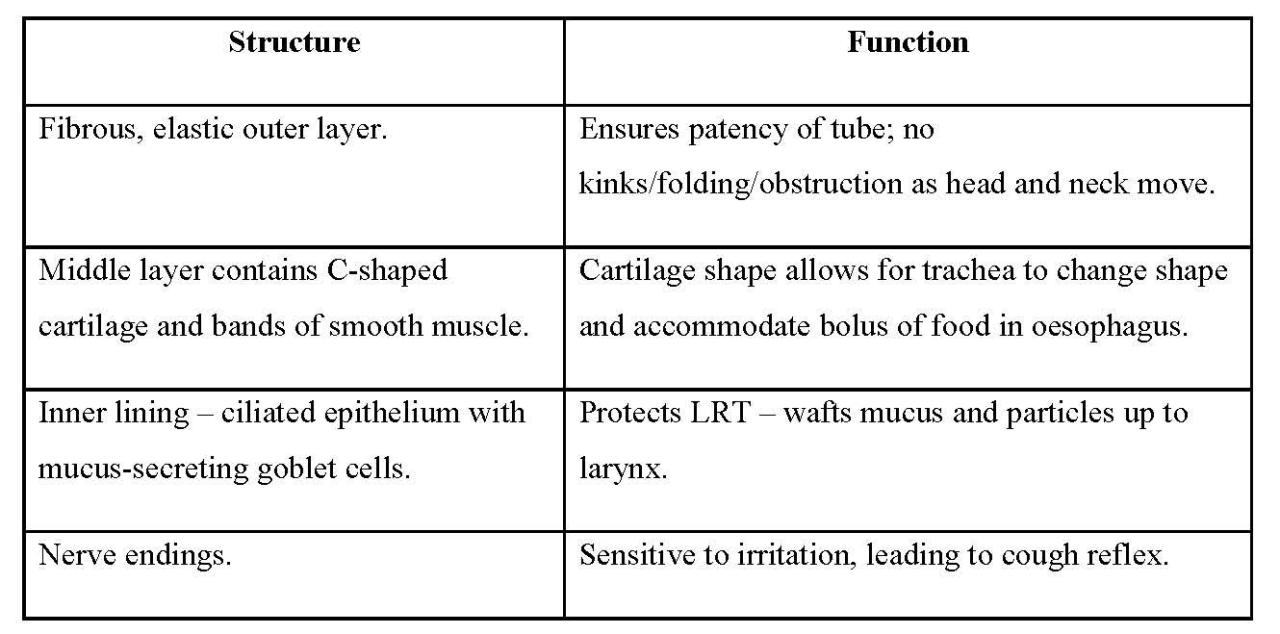 Chapter 10 anatomy and physiology answer key