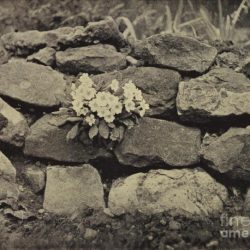 Flower in the crannied wall