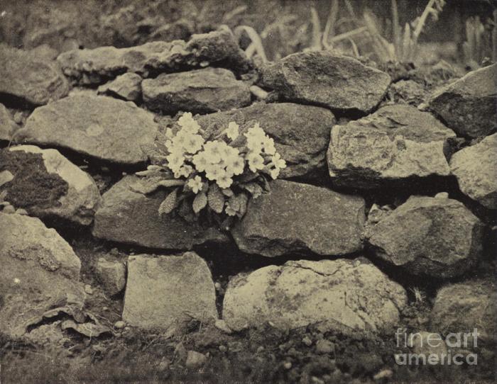 Flower in the crannied wall