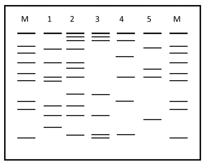 Dna profiling bill introduced monsoon session sc centre parliament