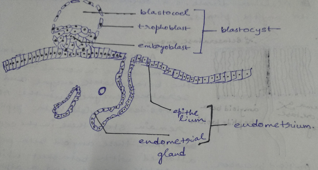 Embryonic cell pre anatomy after development stage cleavage cells human embryogenesis division conceptus cleavages fertilization germinal cytoplasm divide morula blastocyst