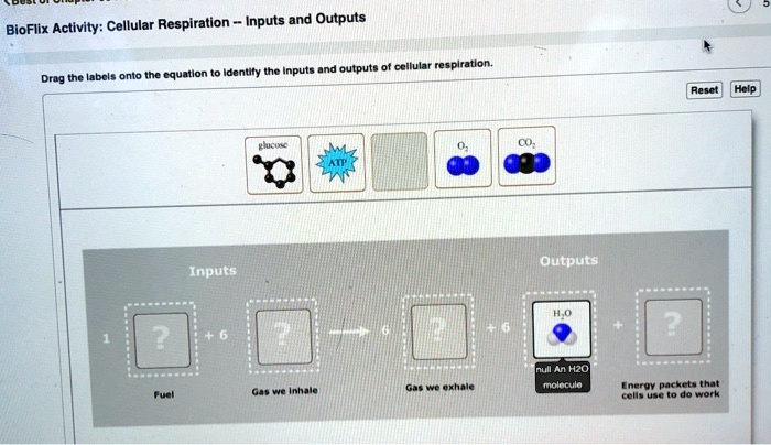 Bioflix activity cellular respiration inputs and outputs