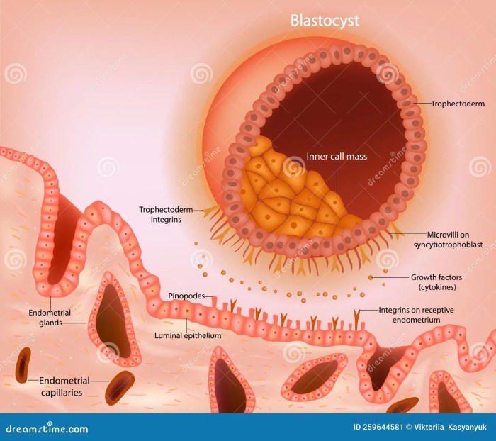 Correctly label the structures of the implanting blastocyst.