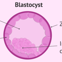 Blastocyst pellucida zona blastocoel cells cell quiz mass trophoblast hatching inner stage definition implantation worksheet study figure before biology fetal