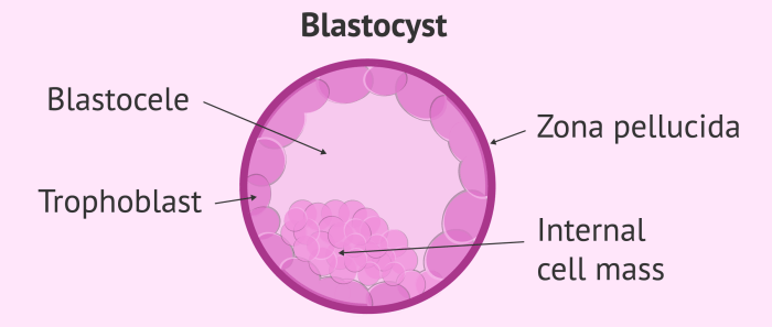 Blastocyst pellucida zona blastocoel cells cell quiz mass trophoblast hatching inner stage definition implantation worksheet study figure before biology fetal