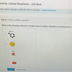 Respiration cellular inputs outputs