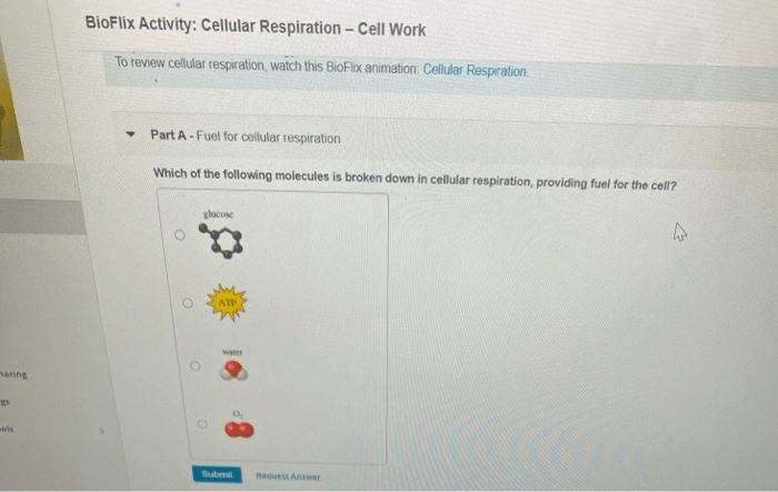 Respiration cellular inputs outputs