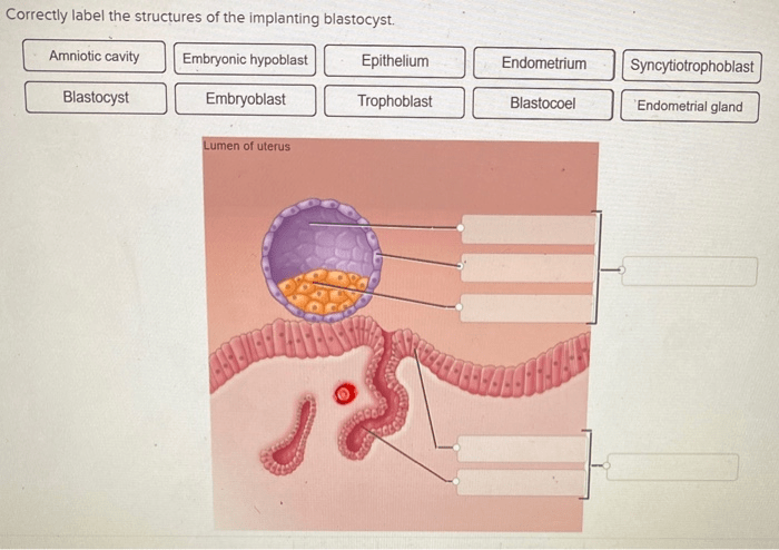 Correctly label the structures of the implanting blastocyst.