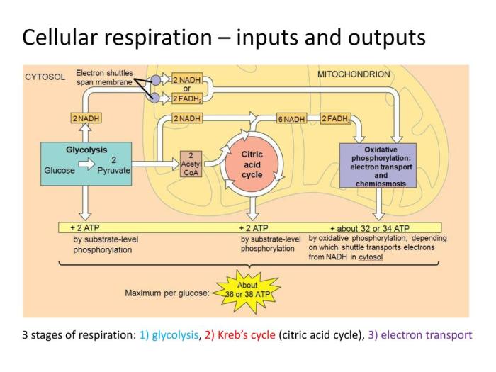 Bioflix activity cellular respiration inputs and outputs